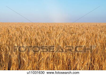 nature close up horizontal image farm field full View Large Photo Image Stock Image - nature close up horizontal image farm field full. Fotosearch