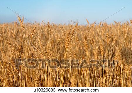 nature close up horozontal image farm field full View Large Photo Image Stock Image - nature close up horozontal image farm field full. Fotosearch