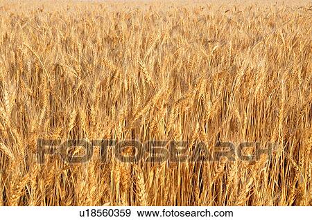nature close up horozontal image farm field full View Large Photo Image Stock Photo - nature close up horozontal image farm field full. Fotosearch
