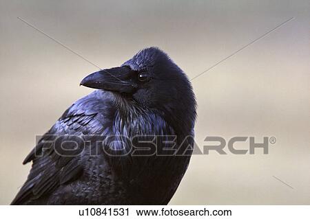 Stock Image -  nature close up raven scavenger wild birds year. Fotosearch