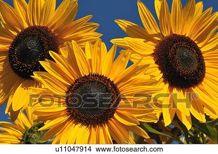 Picture -  nature cluster three bright coulrful sunflowers. Fotosearch