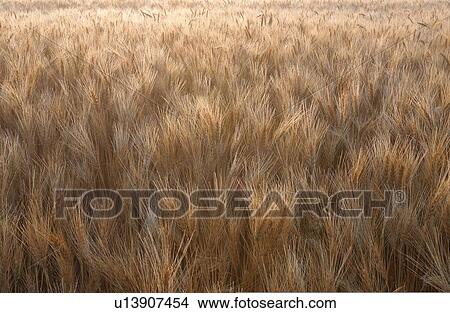 Picture -  nature farm field golden colored wheat ripe . Fotosearch