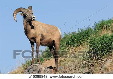 nature juvenile male bighorn sheep standing rock View Large Photo Image Stock Photo - nature juvenile male bighorn sheep standing rock. Fotosearch