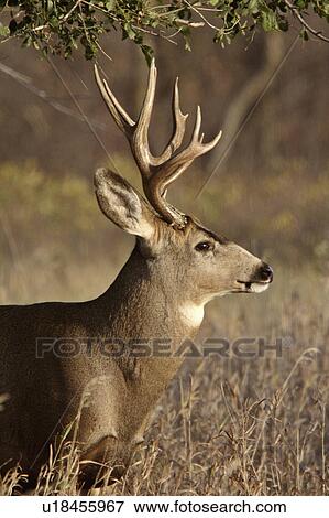 nature mule deer buck in fall antlers standing View Large Photo Image Stock Photo - nature mule deer buck in fall antlers standing. Fotosearch