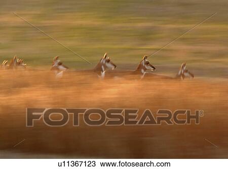 nature pronghorn antelope running through field View Large Photo Image Stock Image - nature pronghorn antelope running through field. Fotosearch
