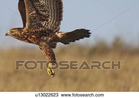 Stock Image -  nature red tailed hawk taking flight in adult. Fotosearch