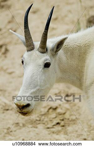 Picture -  nature summertine portrait white mountain goat. Fotosearch
