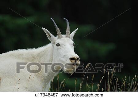 nature summertine portrait white mountain goat View Large Photo Image Stock Photo - nature summertine portrait white mountain goat. Fotosearch