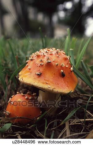 nature toadstools blusher amanita rubescens View Large Photo Image Stock Photograph - nature toadstools blusher amanita rubescens. Fotosearch