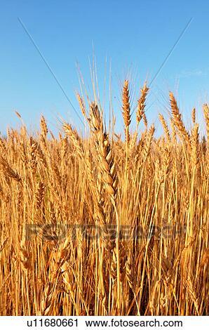 nature vertical landscape inage field ripened View Large Photo Image Stock Image - nature vertical landscape inage field ripened. Fotosearch