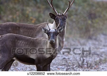 nature woodland caribou alaska highway in female View Large Photo Image Stock Image - nature woodland caribou alaska highway in female. Fotosearch