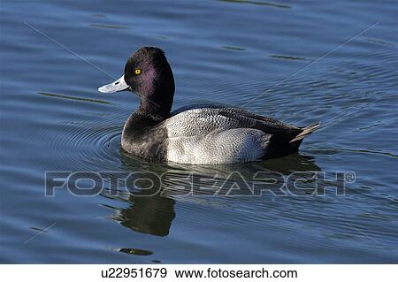 Stock Photo -  north american diving duck aythya affinis lesser. Fotosearch