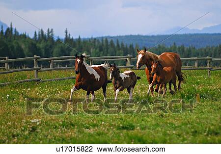 Stock Image -  pair mares colts running alongside pole fence . Fotosearch