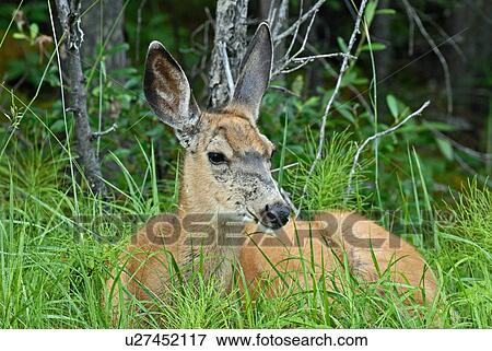 Stock Photo -  portrait female mule deer laying down in lush. Fotosearch