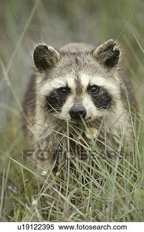 raccoon looking camera head shot View Large Photo Image Stock Photography - raccoon looking camera head shot . Fotosearch