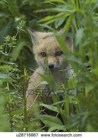 Stock Photo -  red fox kit portrait headshot afraid averse. Fotosearch