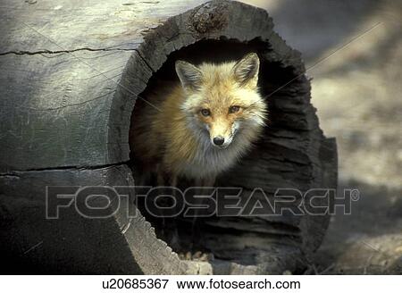 red fox peering out hollow log vulpes west usa View Large Photo Image Stock Photo - red fox peering out hollow log vulpes west usa. Fotosearch