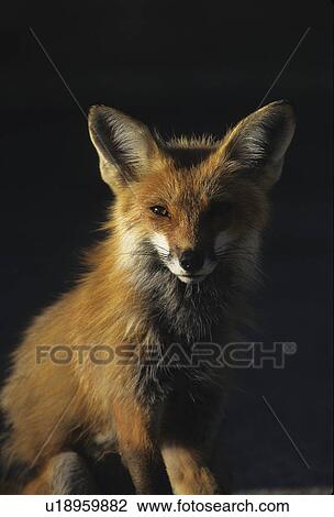 Stock Image -  red fox portrait . Fotosearch