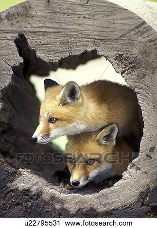Stock Image -  red fox pups vulpes west virginia usa kits . Fotosearch