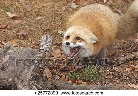 red fox View Large Photo Image Stock Photo - red fox . Fotosearch