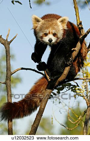 Stock Image -  red panda ailurus fulgens national zoo dc. Fotosearch