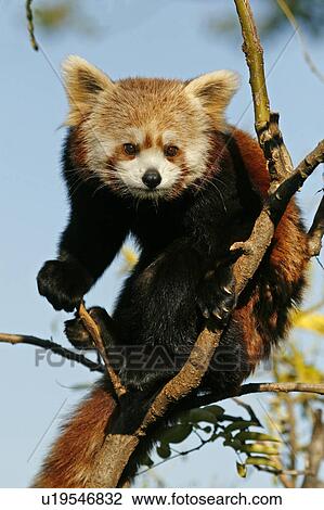 Stock Image -  red panda ailurus fulgens national zoo dc. Fotosearch