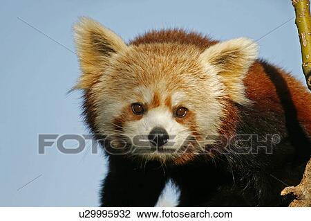 Stock Image -  red panda ailurus fulgens national zoo dc. Fotosearch