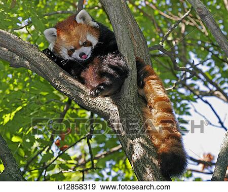 red panda cincinnati zoo ohio west virginia usa View Large Photo Image Stock Photo - red panda cincinnati zoo ohio west virginia usa. Fotosearch