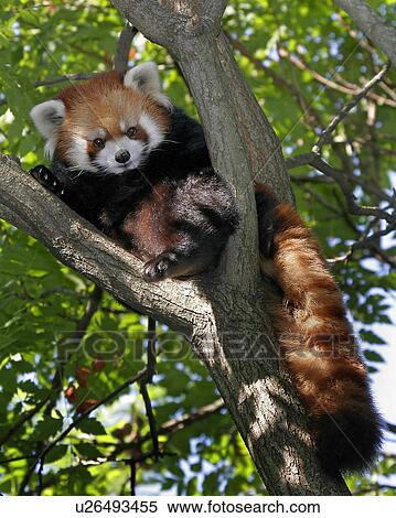 red panda cincinnati zoo ohio west virginia usa View Large Photo Image Stock Photography - red panda cincinnati zoo ohio west virginia usa. Fotosearch