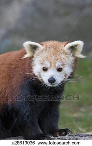 red panda portrait ainet View Large Photo Image Stock Photograph - red panda portrait ainet. Fotosearch