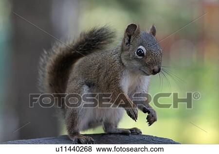 Stock Photo -  red squirrel sitting stump looking alert . Fotosearch