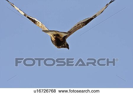 rough legged hawk in flight flying wingspan blue View Large Photo Image Stock Photo - rough legged hawk in flight flying wingspan blue. Fotosearch