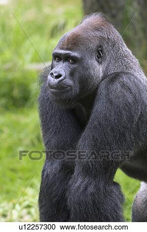 Silverback Gorilla All Fours Stock Image U Fotosearch