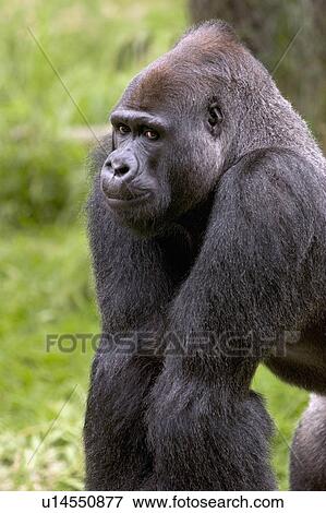 silverback gorilla all fours View Large Photo Image Stock Photo - silverback gorilla all fours . Fotosearch