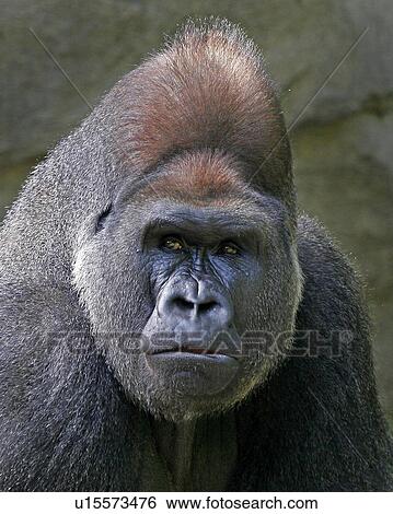 silverback lowland gorilla cincinnati zoo ohio View Large Photo Image Stock Photograph - silverback lowland gorilla cincinnati zoo ohio. Fotosearch