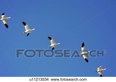 snow goose chen white geeese hagerman national View Large Photo Image Picture - snow goose chen white geeese hagerman national. Fotosearch