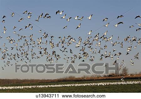 snow goose chen white geeese hagerman national View Large Photo Image Stock Image - snow goose chen white geeese hagerman national. Fotosearch