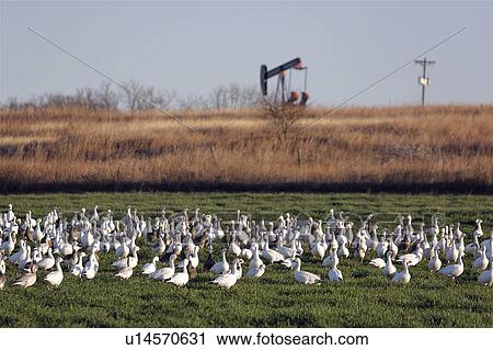 Stock Image -  snow goose chen white geeese hagerman national. Fotosearch