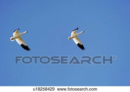 snow goose chen white geeese hagerman national View Large Photo Image Stock Photo - snow goose chen white geeese hagerman national. Fotosearch
