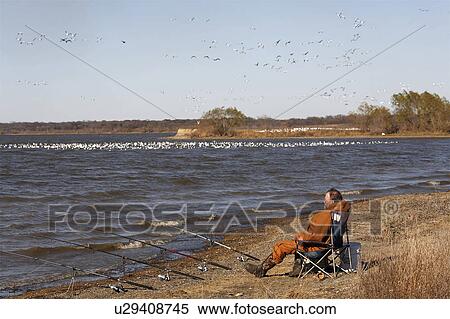 snow goose chen white geeese hagerman national View Large Photo Image Stock Photography - snow goose chen white geeese hagerman national. Fotosearch