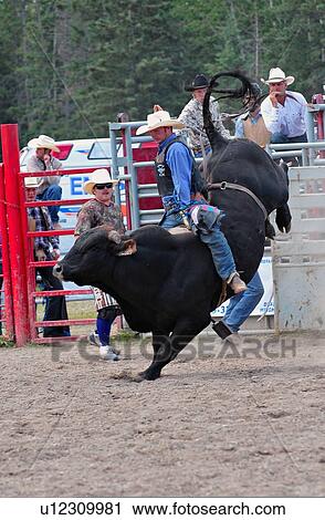 Stock Image -  sport rodeo competor riding bull event in canada. Fotosearch