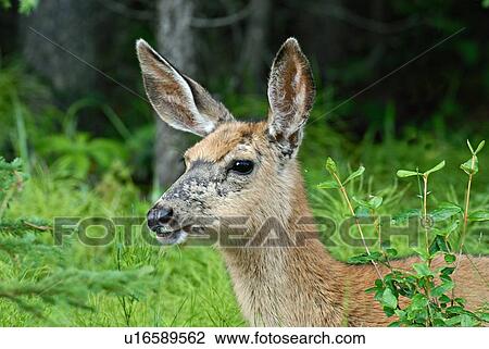 Stock Image -  summer mule deer doe portrait in lush vegetation. Fotosearch