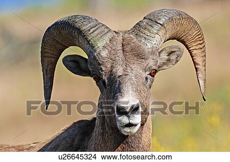 summer nature close up front view portrait ram View Large Photo Image Picture - summer nature close up front view portrait ram. Fotosearch