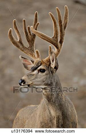 summer portrait mature majestic looking buck View Large Photo Image Picture - summer portrait mature majestic looking buck. Fotosearch