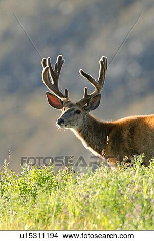 summer portrait mature majestic looking buck View Large Photo Image Picture - summer portrait mature majestic looking buck. Fotosearch