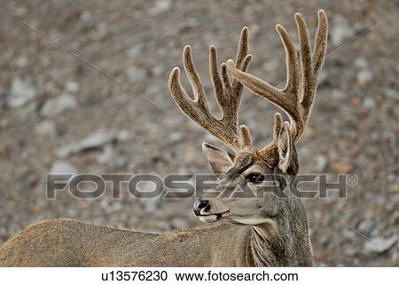 summer portrait mature majestic looking buck View Large Photo Image Stock Image - summer portrait mature majestic looking buck. Fotosearch
