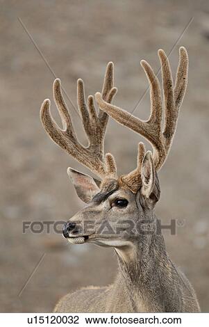 Stock Image -  summer portrait mature majestic looking buck. Fotosearch