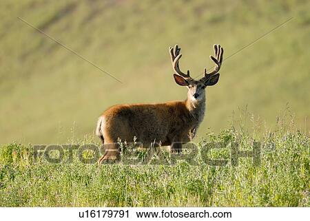 summer portrait mature majestic looking buck View Large Photo Image Stock Image - summer portrait mature majestic looking buck. Fotosearch