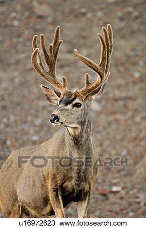 summer portrait mature majestic looking buck View Large Photo Image Stock Image - summer portrait mature majestic looking buck. Fotosearch