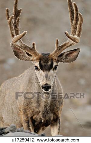 summer portrait mature majestic looking buck View Large Photo Image Stock Image - summer portrait mature majestic looking buck. Fotosearch